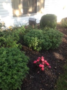 Mid-summer flower bed1