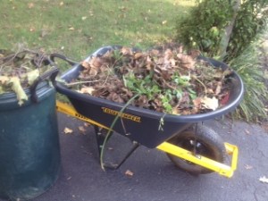 Wheel barrow of weeds